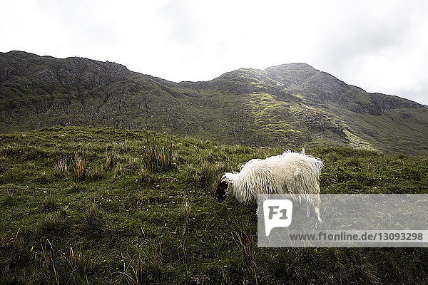Schafe grasen auf Grasfeld gegen den Himmel