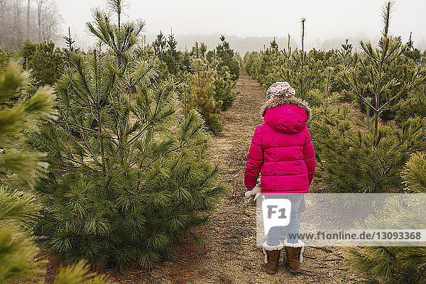 Rückansicht eines Mädchens  das im Winter am Himmel eines Weihnachtsbaums am Bauernhof steht