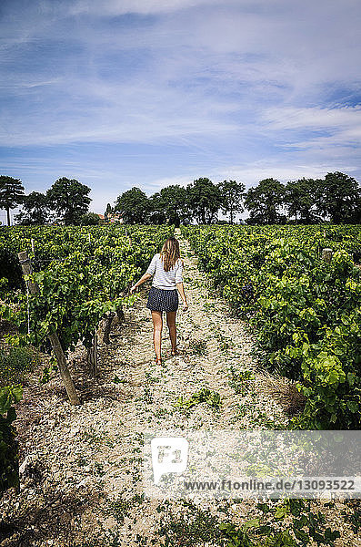 Rear view of woman walking on pathway in vineyard against sky