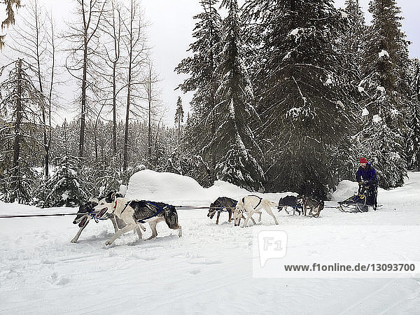 Hundeschlitten fahrender Mann auf schneebedecktem Feld gegen Bäume