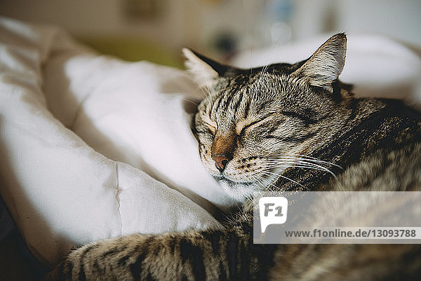 Nahaufnahme einer Tabby-Katze  die zu Hause auf dem Bett schläft