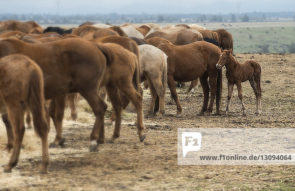 Pferde und Fohlen stehen auf dem Feld im Silver Falls State Park