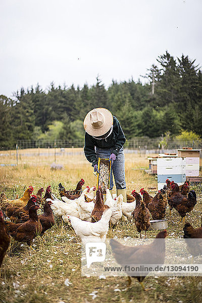Bienenzüchterin beim Füttern von Hennen im Betrieb