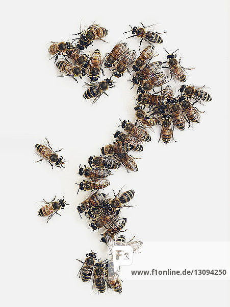 Honigbienen auf weißem Hintergrund