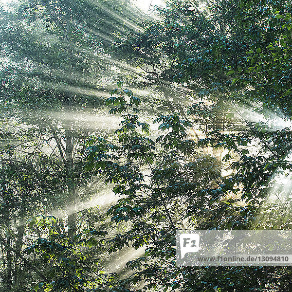 Sonnenstrahlen durchströmen die Bäume im North Cascades Nationalpark
