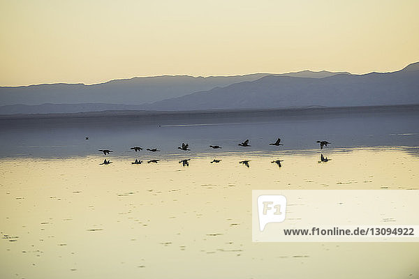 Vögel fliegen über der Salton Sea gegen Berge und klaren Himmel bei Sonnenuntergang