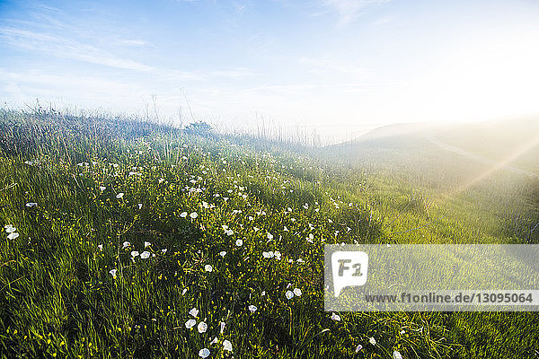 Szenische Ansicht von Blumen die auf dem Feld gegen den Himmel wachsen