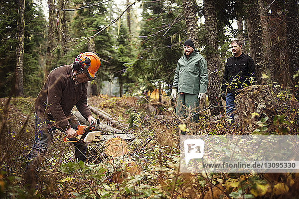 Lumberjack sawing tree trunk with motor saw in forest