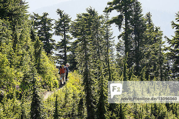 High angle view of hikers looking away while standing on footpath in forest