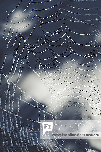 Nahaufnahme eines nassen Spinnennetzes im Freien
