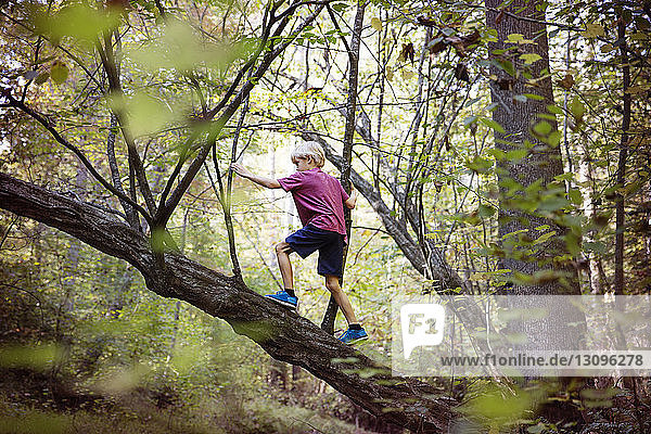 Boy climbing tree in forest
