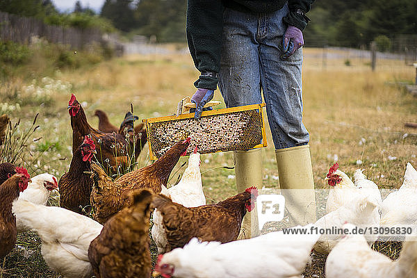 Mittendrin Imkerin beim Füttern von Hennen im Betrieb