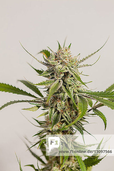 Nahaufnahme einer frischen Cannabispflanze an der Wand