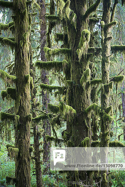 Moos wächst auf Bäumen im Wald des Olympic National Park