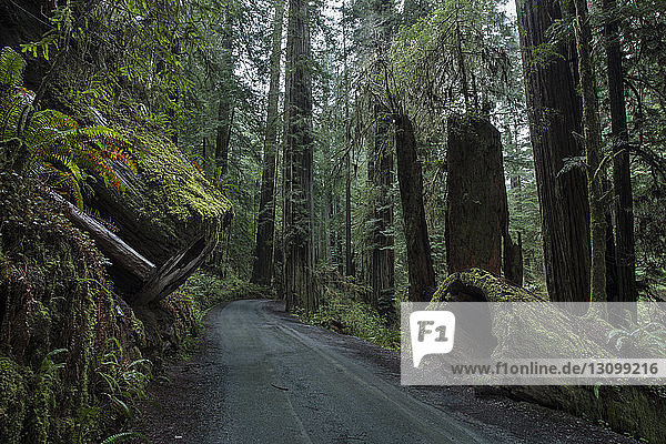 Straße inmitten von Bäumen im Jedediah Smith Redwoods State Park