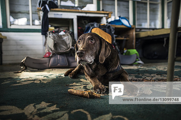 Nahaufnahme eines Hundes  der sich auf dem Boden eines Ferienhauses ausruht