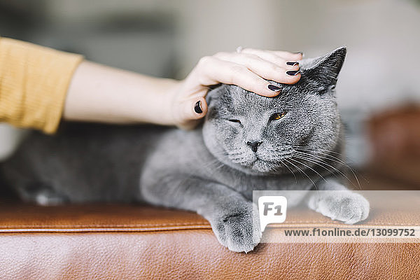 Cropped hand of woman petting cat relaxing on sofa at home