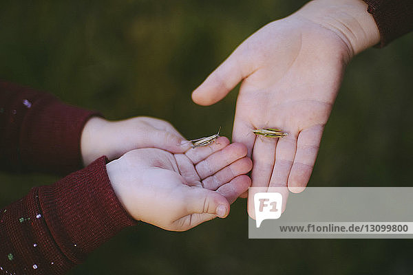 Cropped hands of brothers holding insects on field