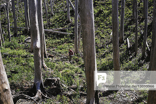 Hochwinkelaufnahme einer Wanderin beim Wandern im Mt Hood National Forest