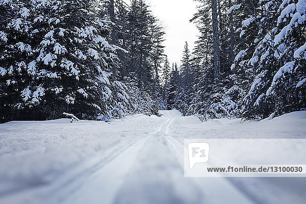 Oberflächenniveau einer schneebedeckten Straße zwischen Bäumen im Winter