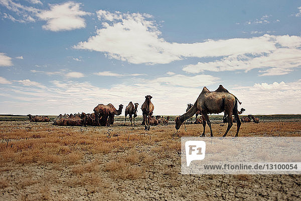 Kamele in trockener Landschaft gegen den Himmel während eines sonnigen Tages