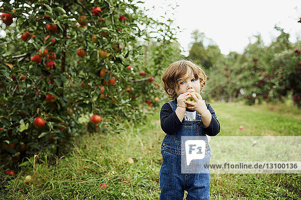 Portrait of baby boy eating apple while standing on grassy field at orchard