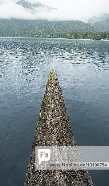 Umgefallener Baum im See im Olympic National Park