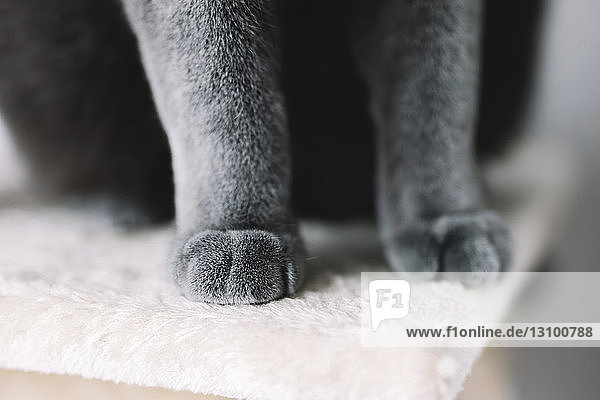 Low section of Chartreux cat sitting on rug at home