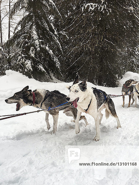 Hunde  die auf schneebedecktem Feld gegen Bäume stehen