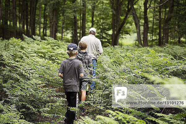 Rear view of grandfather and grandsons walking in forest