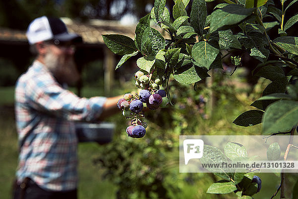 Man picking blueberries in organic fruit farm