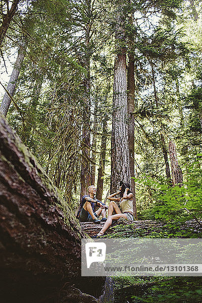 Niedriger Blickwinkel auf Freunde  die sich unterhalten  während sie auf einem Baumstamm im Wald sitzen