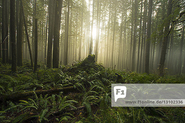 Bäume  die bei nebligem Wetter im North Cascades National Park im Wald wachsen
