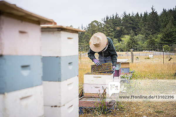 Bienenzüchterin inspiziert Bienenstockrahmen  während sie im Betrieb steht
