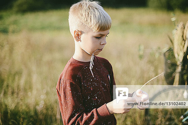 Junge hält Pflanze im Mund  während er auf dem Feld steht