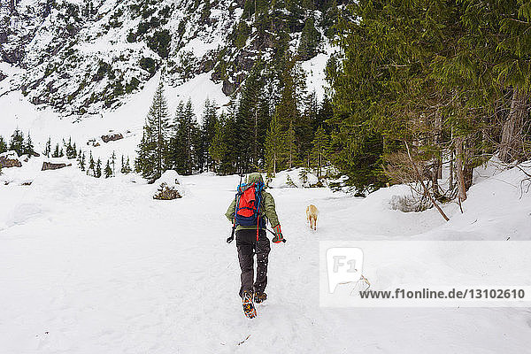 Rear view of male hiker running behind Golden Retriever on snow covered field
