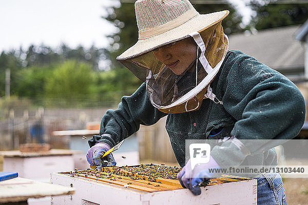 Bienenzüchterin inspiziert Bienenstock im Betrieb