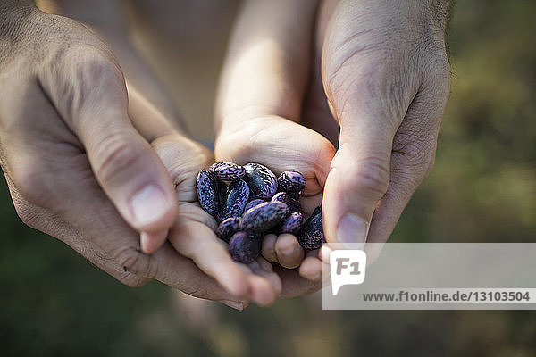 Cropped hands of father and son holding kidney beans at community garden