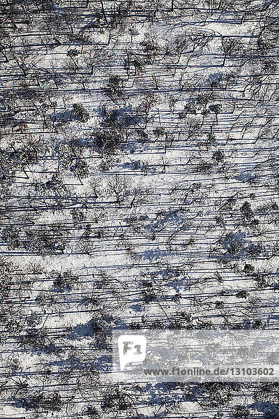 Aerial view snowy forest of trees