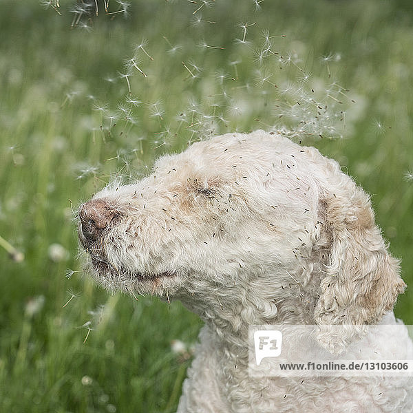 Close up dandelion seeds blowing on labradoodle