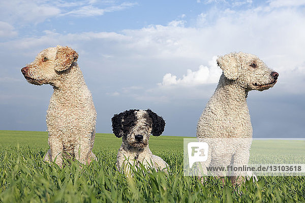 Dogs in sunny  rural field