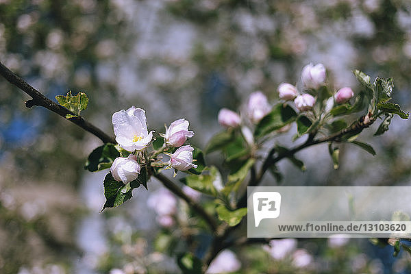 Close up rosa Kirschblüten auf Zweig