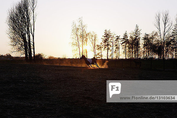 Pferd läuft in ländlichem Feld bei Sonnenuntergang