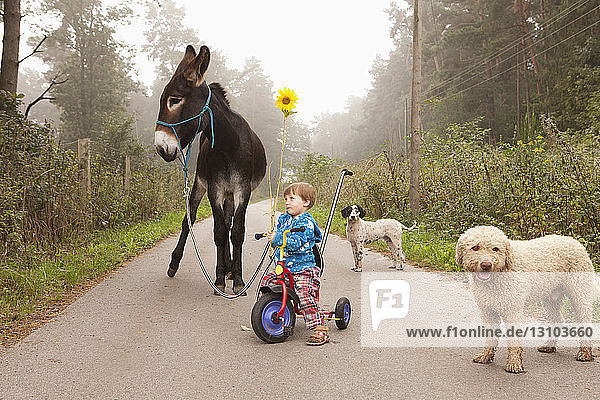Cute girl riding tricycle on rural road with donkey and dogs