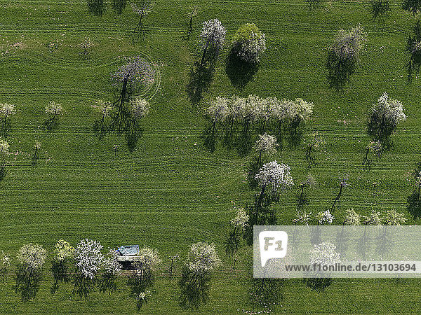 Luftaufnahme ländliches grünes Feld und Bäume  Hohenheim  Baden-Württemberg  Deutschland
