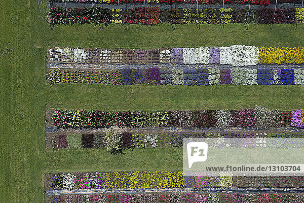 Aerial view experimental flower crops  Hohenheim  Baden-Wuerttemberg  Germany