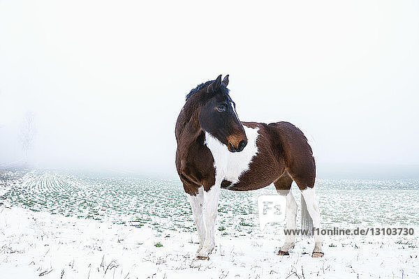 Beautiful brown and white horse in snowy  rural field