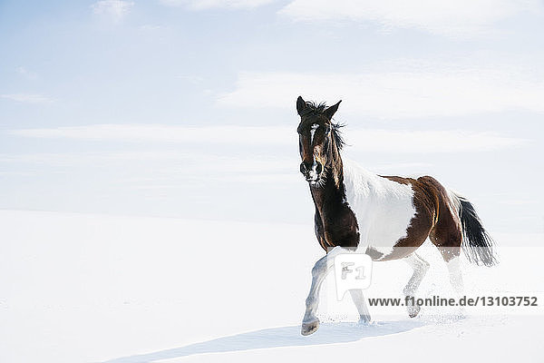Schöne braune und weiße Pferd läuft in verschneiten Feld