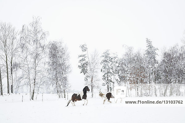 Braune und weiße Pferde laufen in einem verschneiten Feld