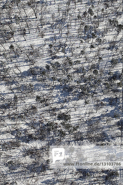 Aerial view snowy forest of trees